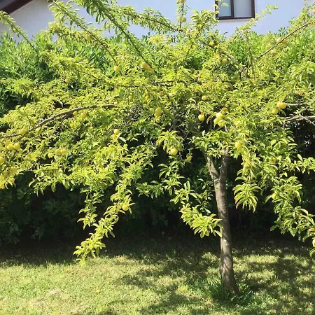 Дом отдыха La Palmera Del Puerto Суансес