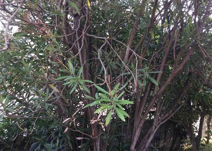 La Palmera Del Puerto בית נופש *