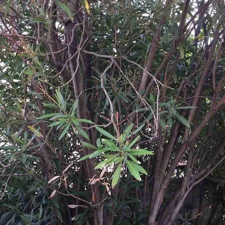 La Palmera Del Puerto Vakantiehuis *