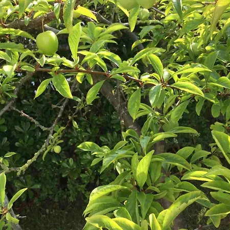 La Palmera Del Puerto