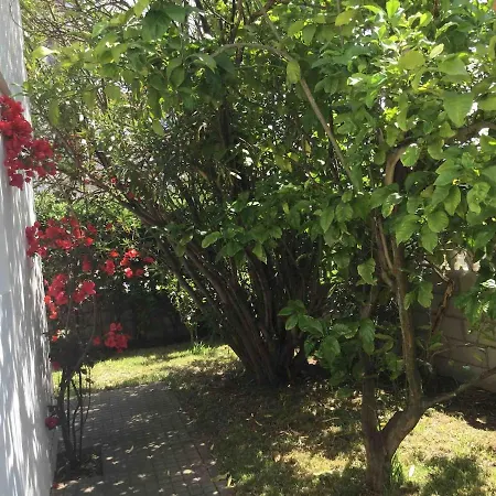 La Palmera Del Puerto