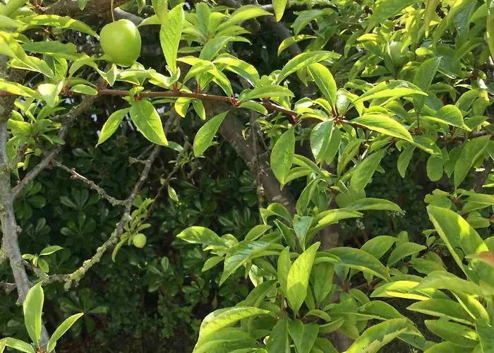 La Palmera Del Puerto