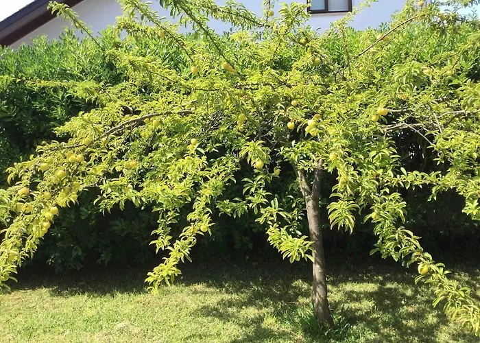 Hébergement de vacances La Palmera Del Puerto Suances
